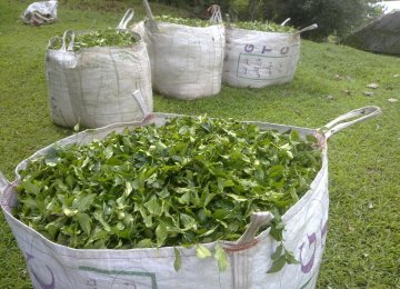 Tea Farmers Report Losses