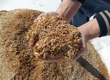 Sawdust Converted Into Gasoline