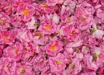 Iran’s Share of Damask Rose Trade Meager 