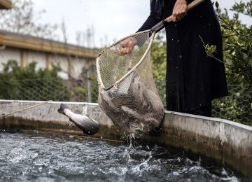 Fish Farming in the Heart of Desert