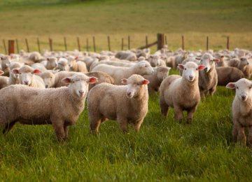 Australia Given Signal to Begin Sheep Exports 