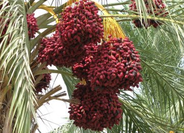 Date Exports Shifted to Asia
