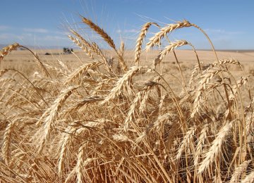 Iran Grain Production Down  