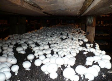 Mushroom Business Attracts Small-Scale Cultivators