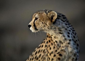 Asiatic Cheetah in Golestan Park