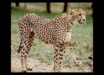 No Roads in Asiatic Cheetah Sanctuary