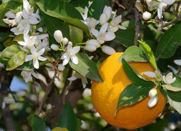 Are Astara’s Bitter Orange Trees Depressed?