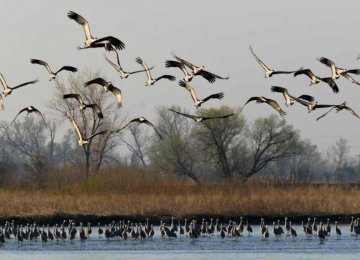 Birds Begin Migration to Astara 