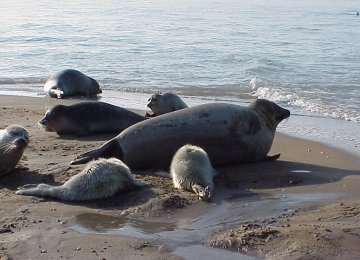 Save Caspian Seal Call