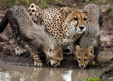 4 New Asiatic Cheetahs Sighted in TBR