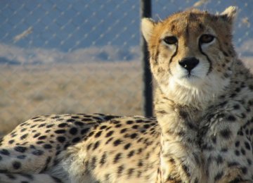 2 Asiatic Cheetahs Killed in Road Mishaps