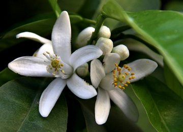 Citrus Blooms Better Than Diazepam