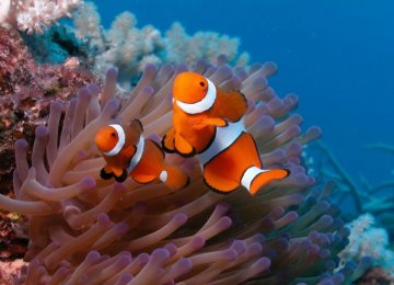 Illegal Trade Threatens Coral Reefs
