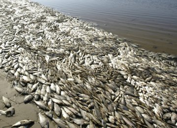 Massive Fish Deaths Due to Contamination