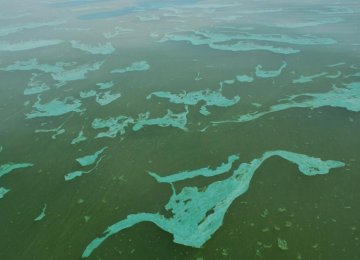 Harmful Algae Growth in Sea Waters