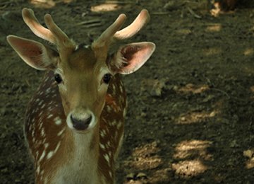 Shifting Fallow Deer to Karkhe ‘Wrong Move’