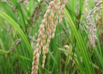 Contraband Rice Seized