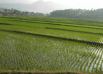 Rice Cultivation Banned in 14 Provinces