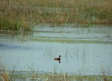 Sulduz Wetland Revived