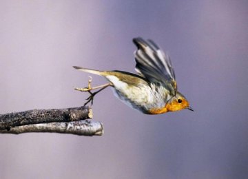 Telephone Waves Can Disrupt Birds’ Flight Path