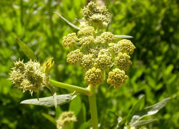 Exhibition of Medicinal Herbs