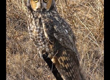 First Sighting of Long-Eared Owl