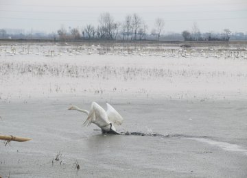 Swans Arrive Early at Sorkhroud Wetlands