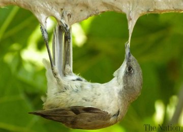 Cyprus Bird Poaching Out of Control