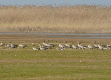 Grey Geese in Kani-Barazan