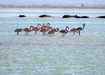 Migrating Birds Fly to Arak