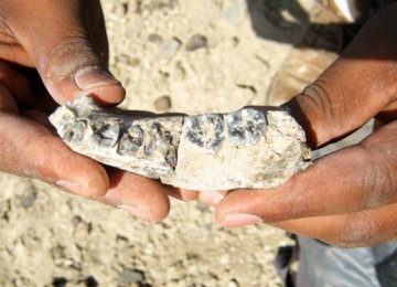 New Jawbone Discovered of First Human Species