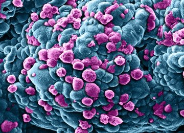 Nanocarrier Boosts Cancer Treatment 