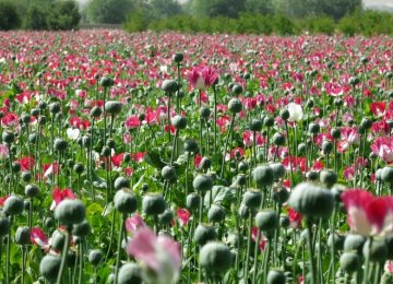 Afghan Poppy Harvest at Record High