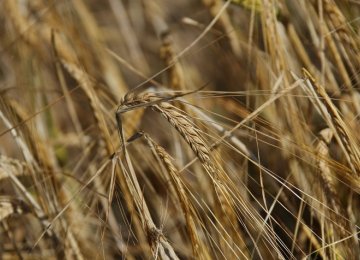 Egypt to Import 120,000 Tons of Russian Wheat