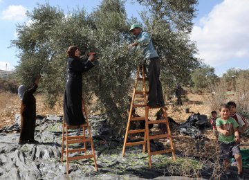 Israeli Wall Devastating  west Bank Olive Harvest