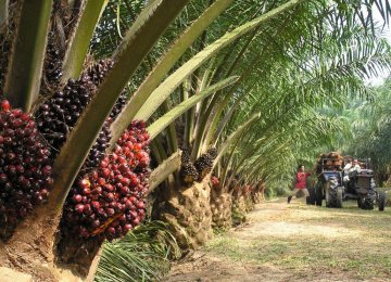 Palm Oil Makes Weak Start