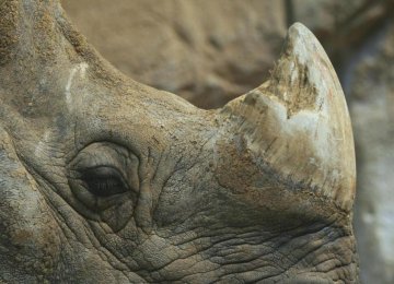 3D Printed Rhino Horn to Save Animal