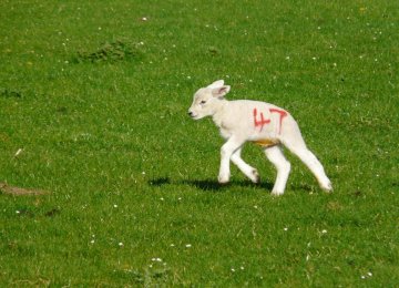 Anniv. of Iranian Sheep Cloning