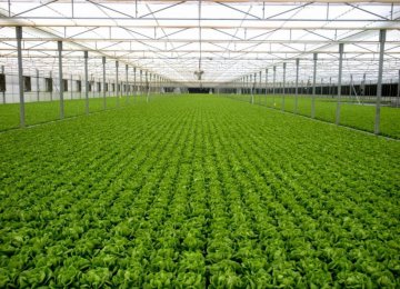 Startup Gives Fresh Impetus  to Greenhouse Farming