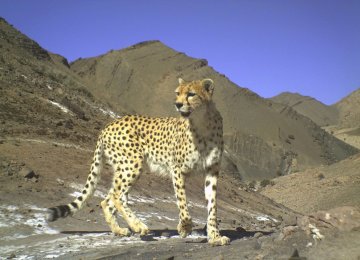 Asiatic Cheetah Wins BBC Photo Contest