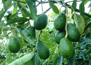 Avocado Cultivation Promising in Khuzestan, Fars