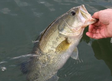 Bass Species to Rival Trout