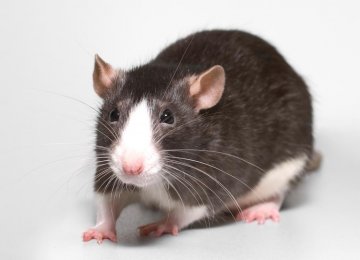 Blind Rats ‘See’ Again With Compass Implant