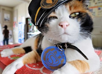 Japanese Mourn Stationmaster Cat