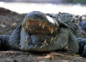 Indonesia Plans “Crocodile Guards” for Prison