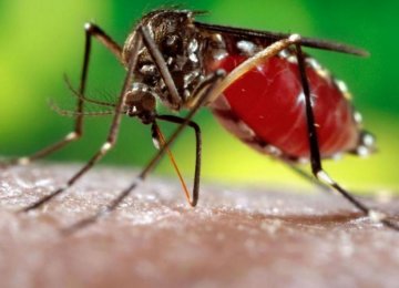 Taiwan Battles Dengue Outbreak
