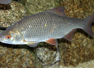 Restoration of Caspian Fish Reserves