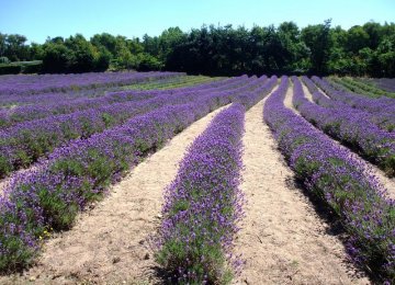 Modernizing Farming of Herbal Plants