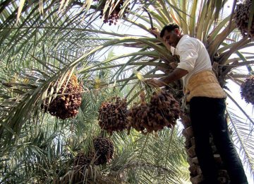 Kerman Palm Groves Hit by Cicada Pest