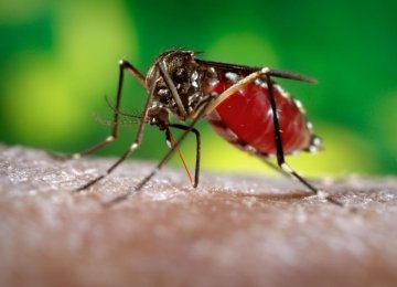 Drug-Resistant Malaria Parasite